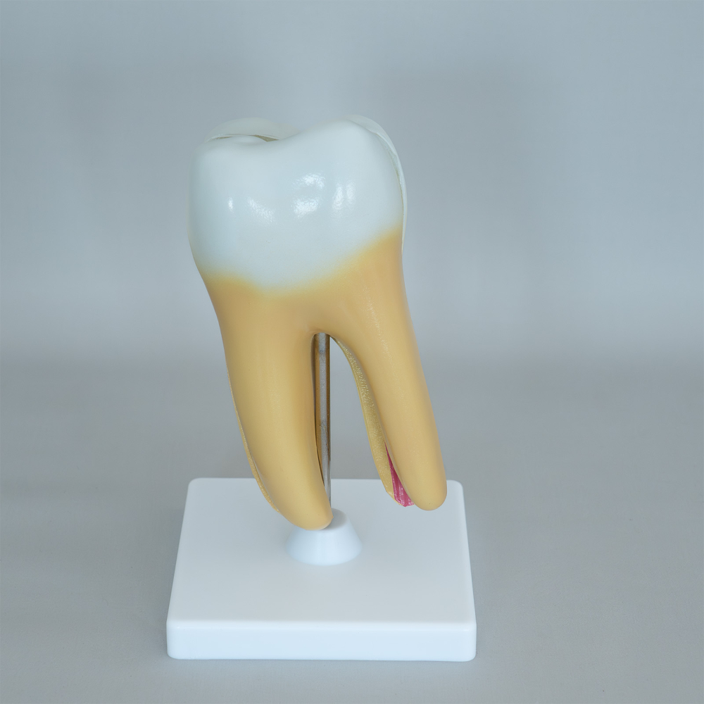 Model anatomic dinte sănătos cu două rădăcini – secțiune [3]