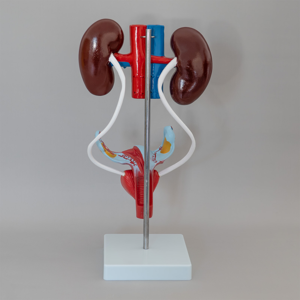 Mulaj sistem urinar feminin – model anatomic [3]
