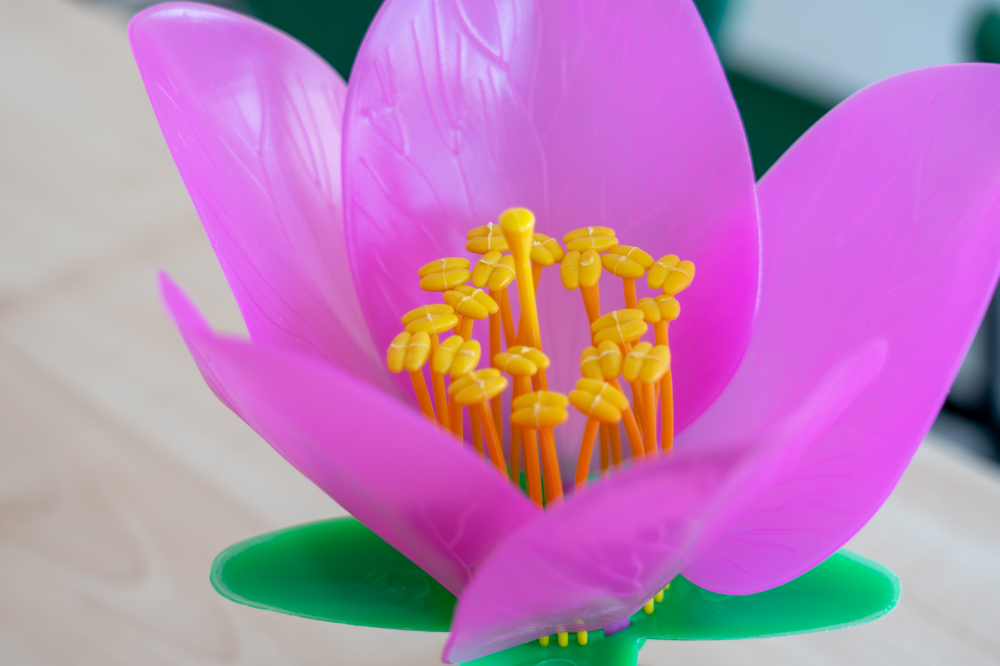 Model botanic floare de cireș sălbatic – material didactic [4]