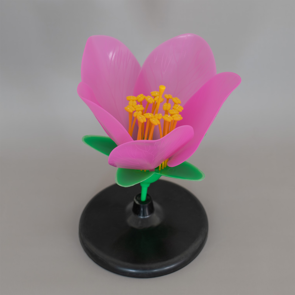 Model botanic floare de cireș sălbatic – material didactic [2]