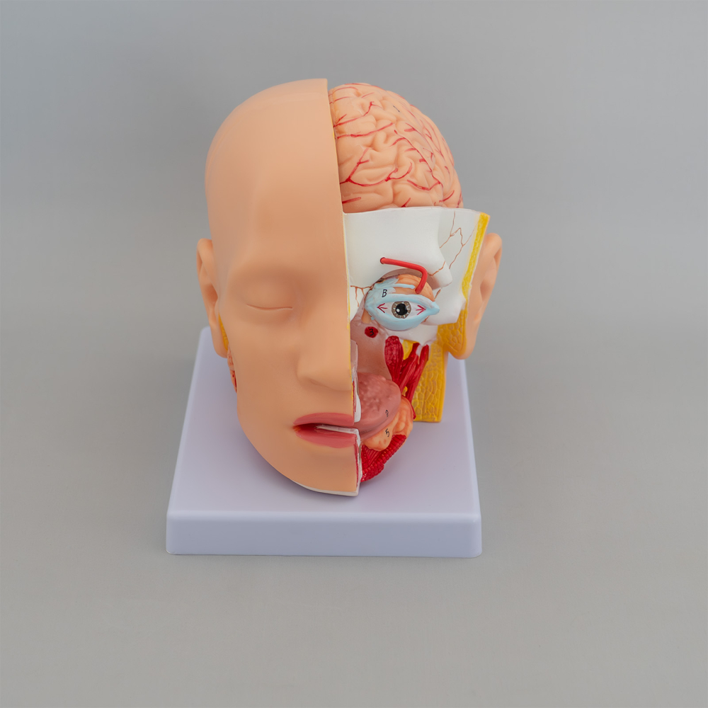 Mulaj anatomic cap uman – 4 părți detașabile [2]