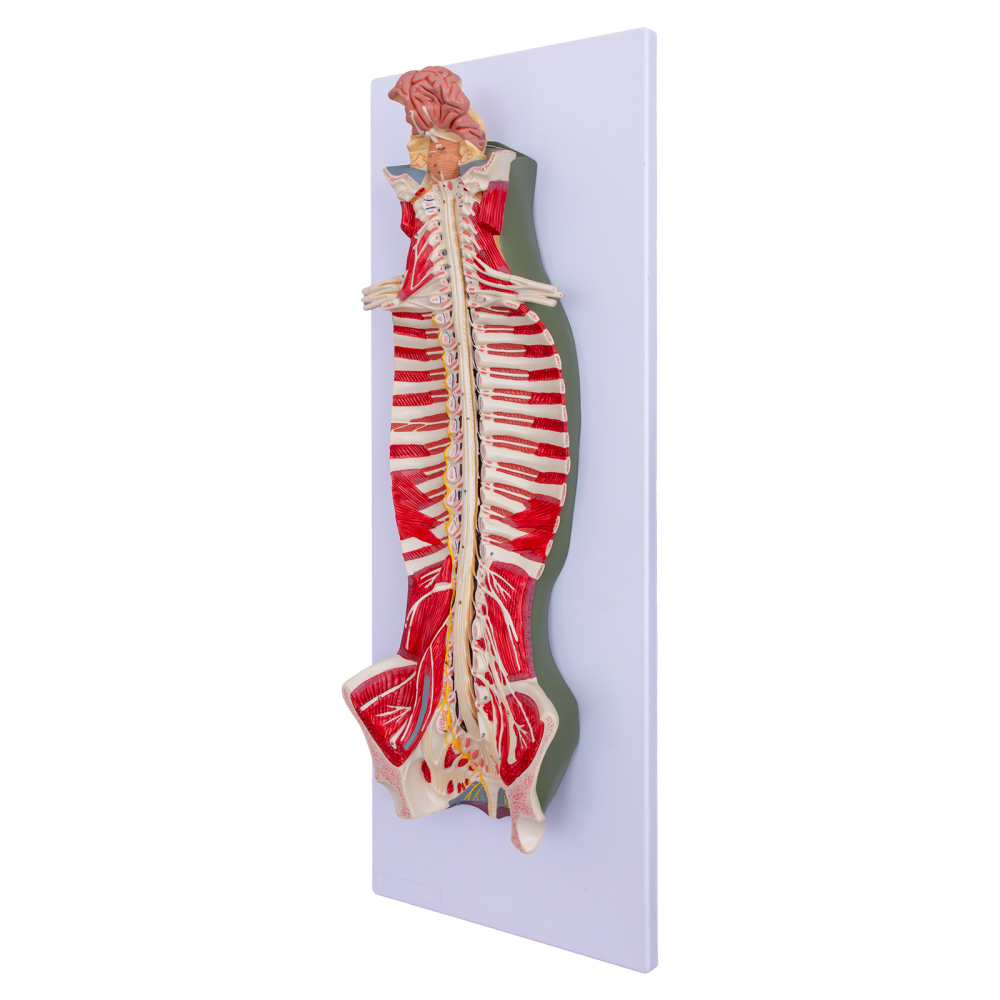 Mulaj coloană vertebrală cu encefal și sistem nervos [1]