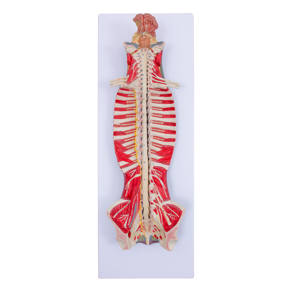 Mulaj coloană vertebrală cu encefal și sistem nervos [2]