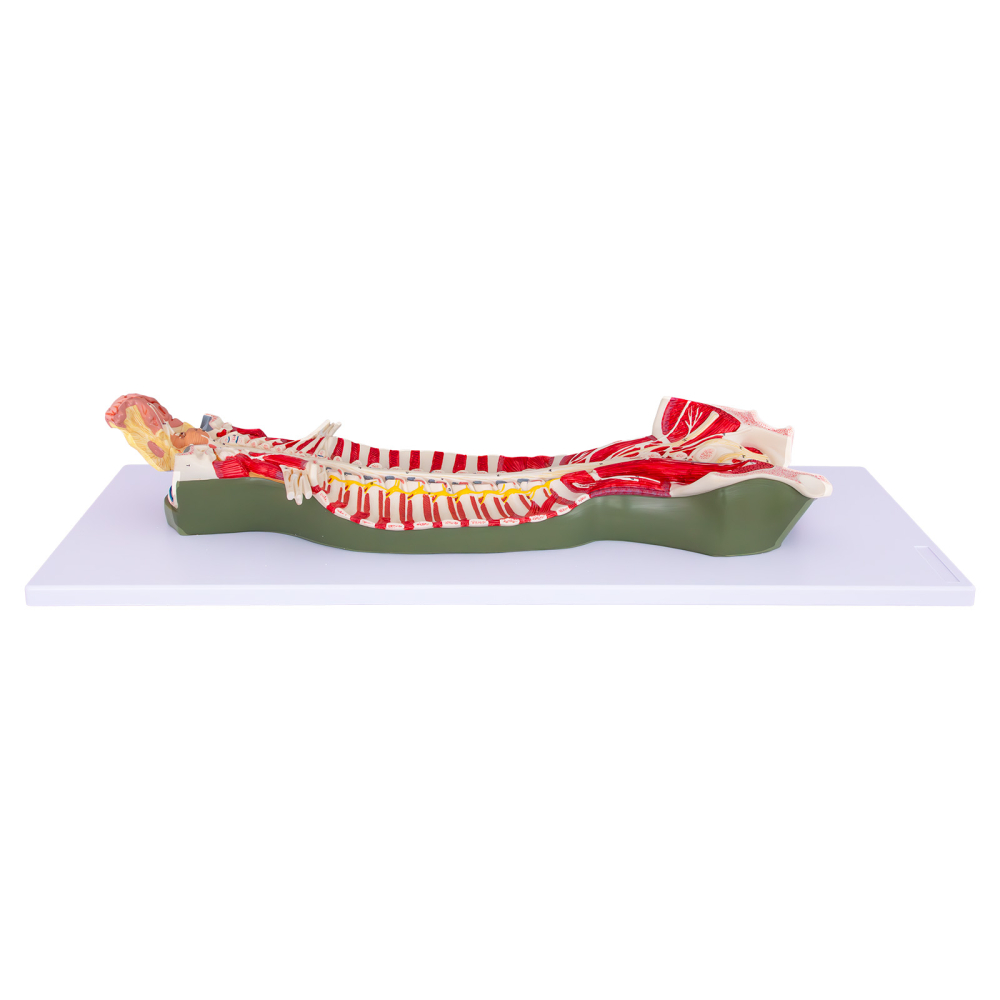 Mulaj coloană vertebrală cu encefal și sistem nervos [3]