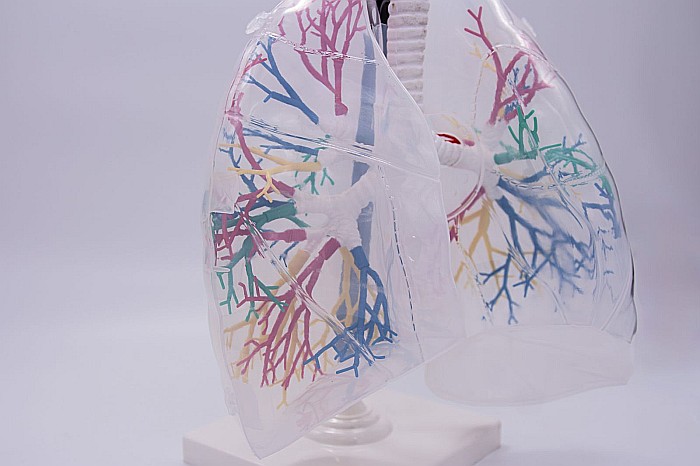 Plămân transparent [3]