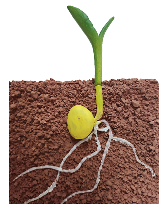 Porumb în faza de germinare [3]