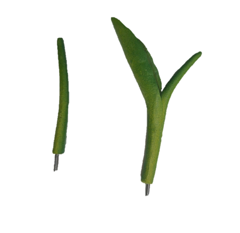Porumb în faza de germinare [4]