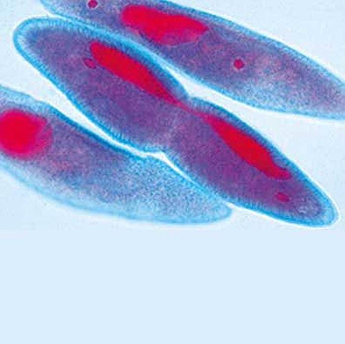 Protozoare – set de 10 preparate microscopice [6]