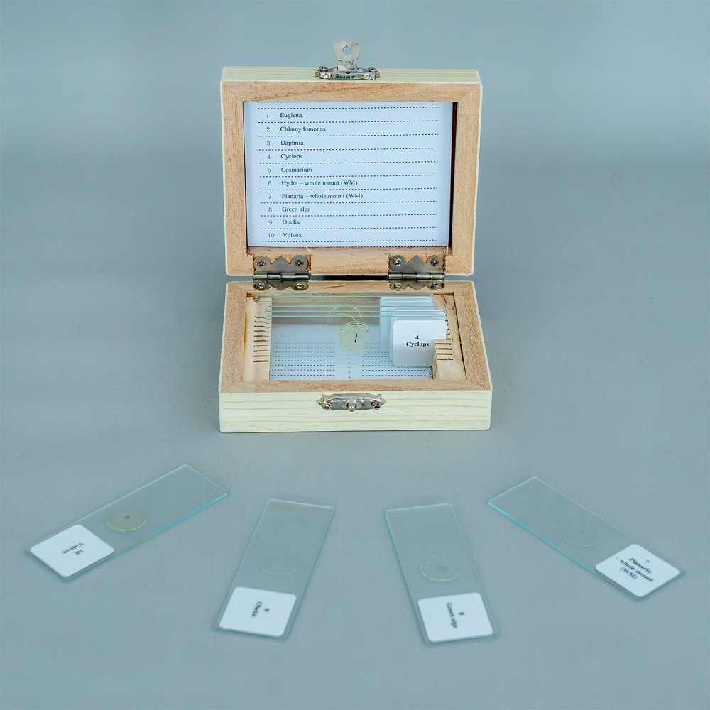 Protozoare – set de 10 preparate microscopice [3]