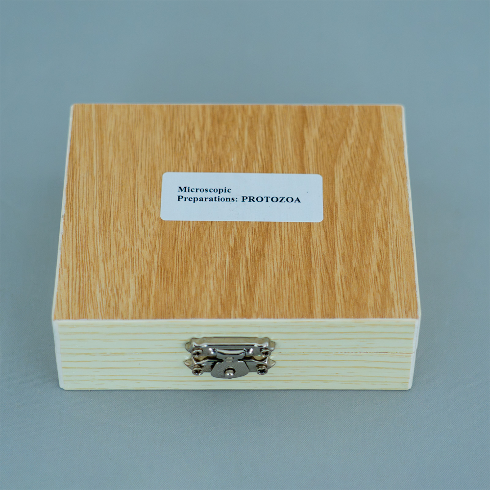 Protozoare – set de 10 preparate microscopice [2]