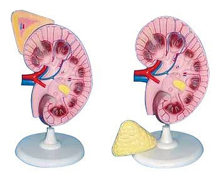 Rinichi cu glandă suprarenală – model anatomic 2 părți [5]