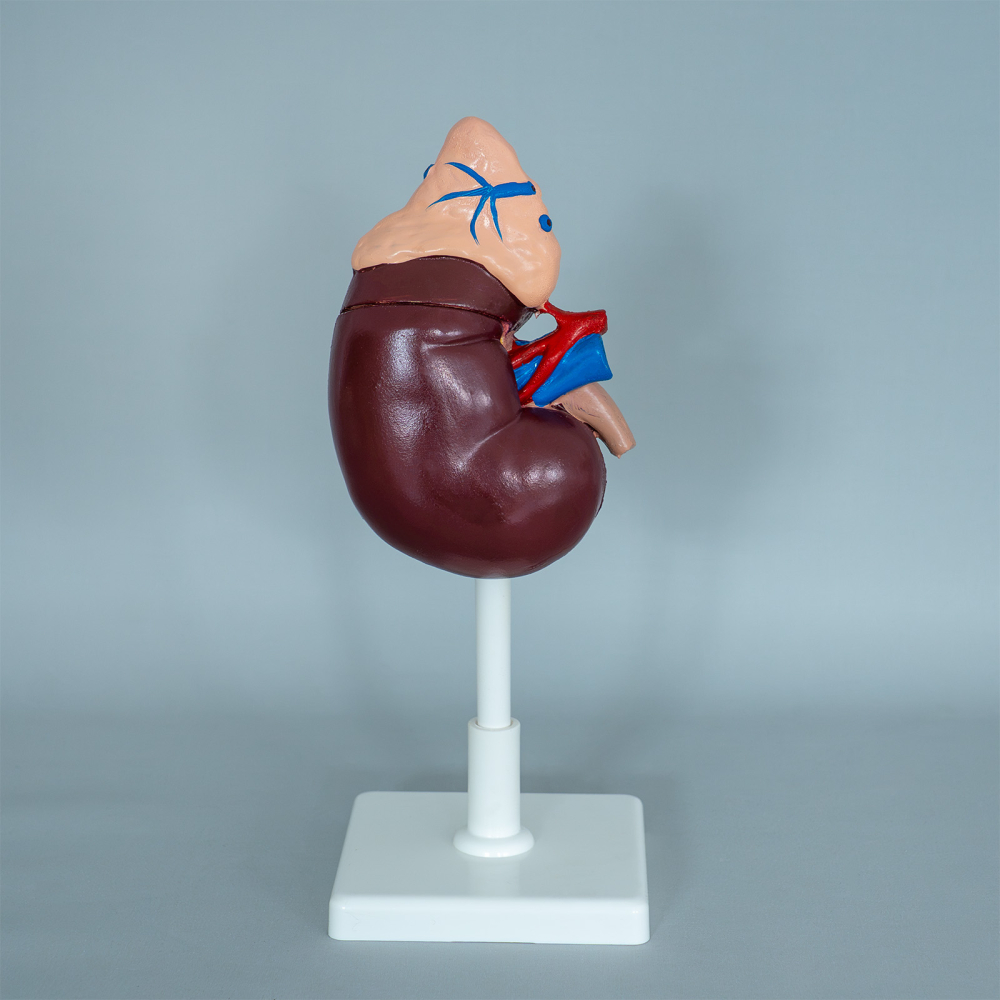 Rinichi cu glandă suprarenală – model anatomic 2 părți [2]