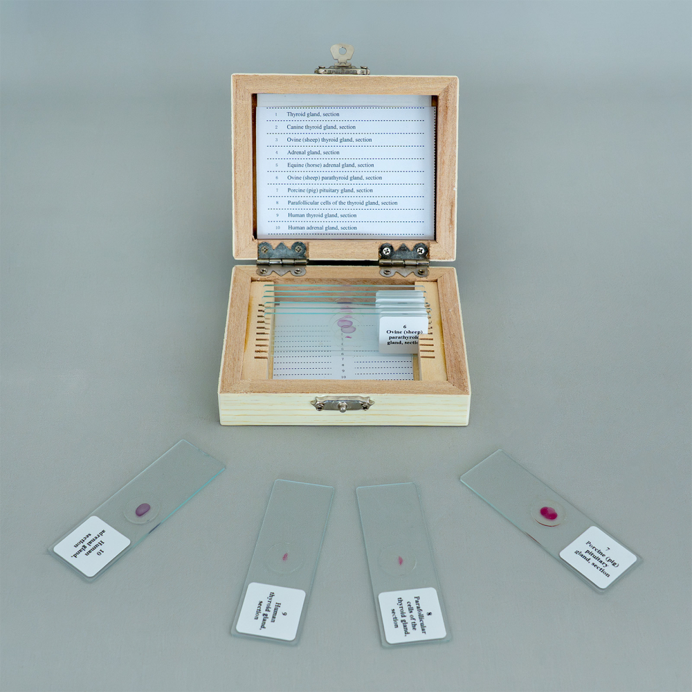 Sistemul endocrin – set de 10 preparate microscopice [3]