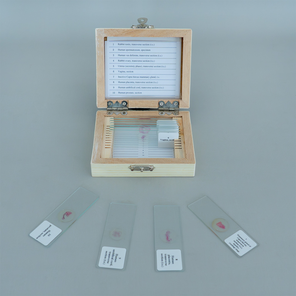 Sistemul genital – set de 10 preparate microscopice [2]