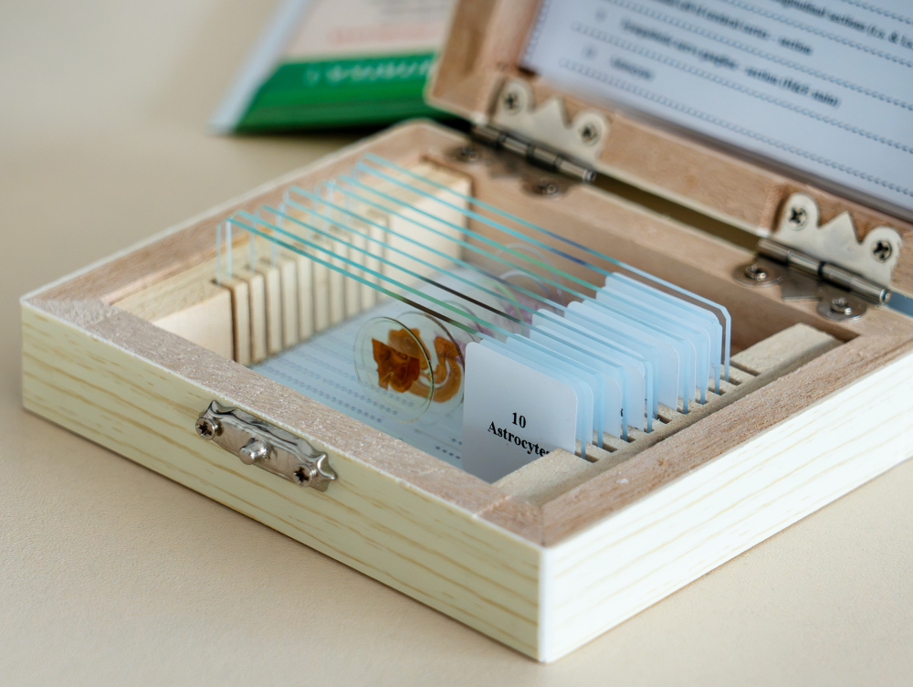 Sistemul nervos – set 10 preparate microscopice [5]