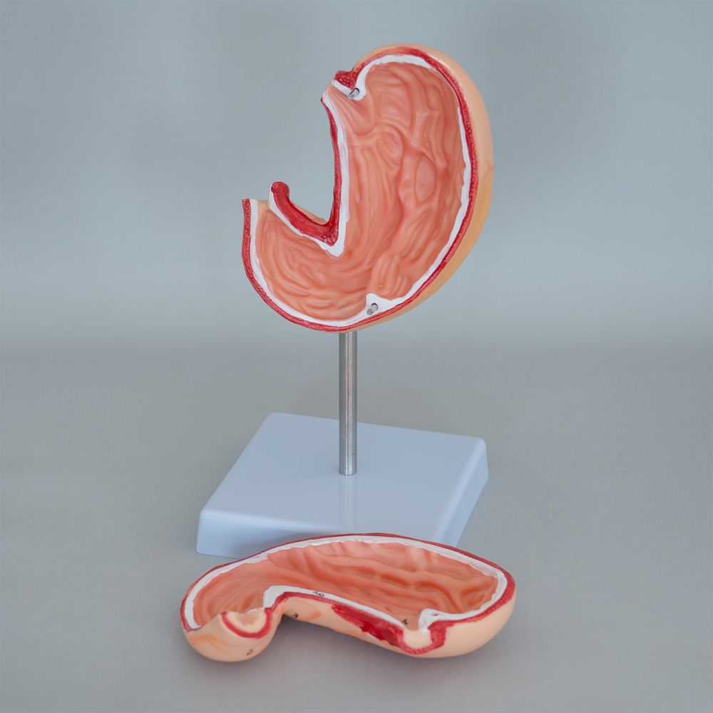 Model anatomic stomac 2 părți, scară 1:1, pe suport [3]