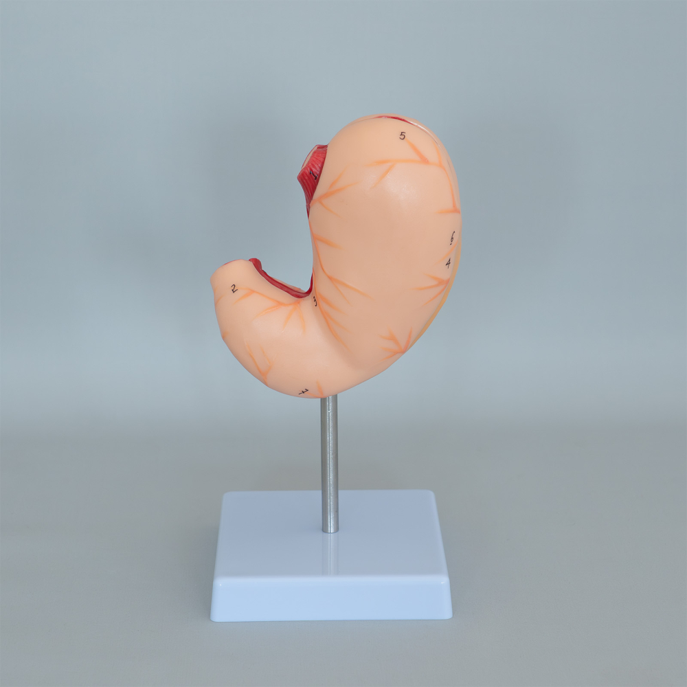 Model anatomic stomac 2 părți, scară 1:1, pe suport [2]