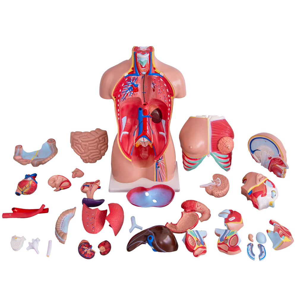Tors uman 85 cm cu 37 părți detașabile – model anatomic [3]