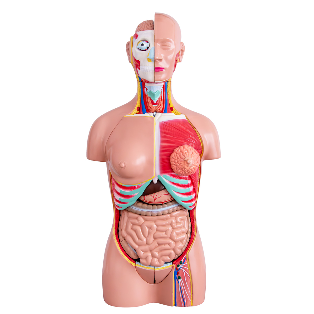 Tors uman 85 cm cu 37 părți detașabile – model anatomic [6]