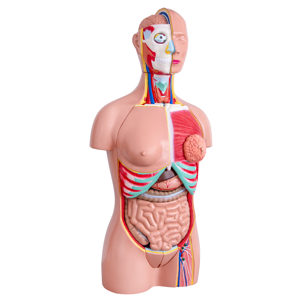 Tors uman 85 cm cu 37 părți detașabile – model anatomic [2]