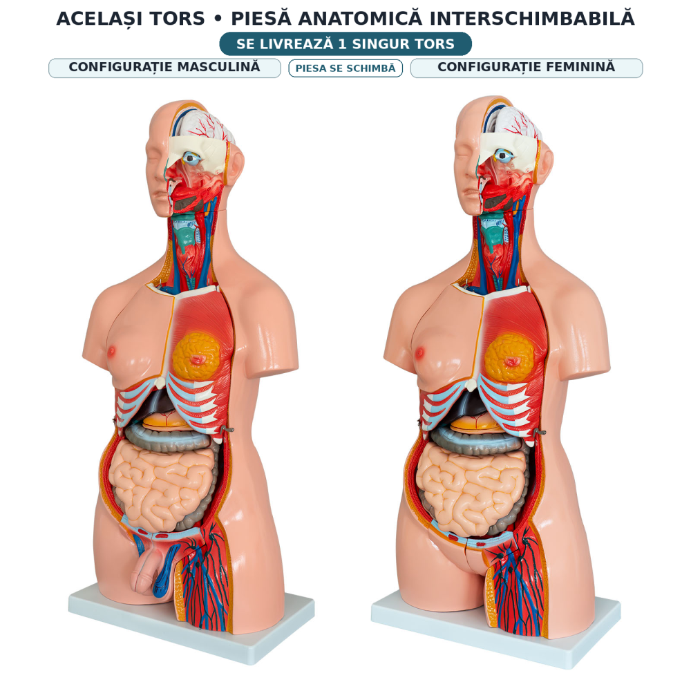 Tors uman anatomic de 85 cm, cu 40 de părți detașabile [2]