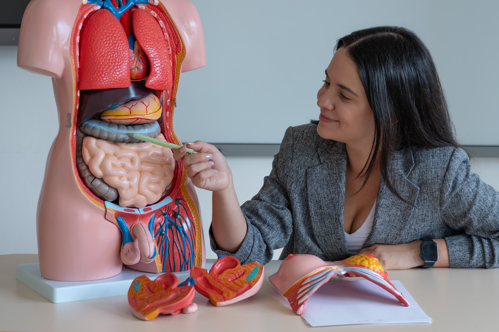 Tors uman anatomic de 85 cm, cu 40 de părți detașabile [6]