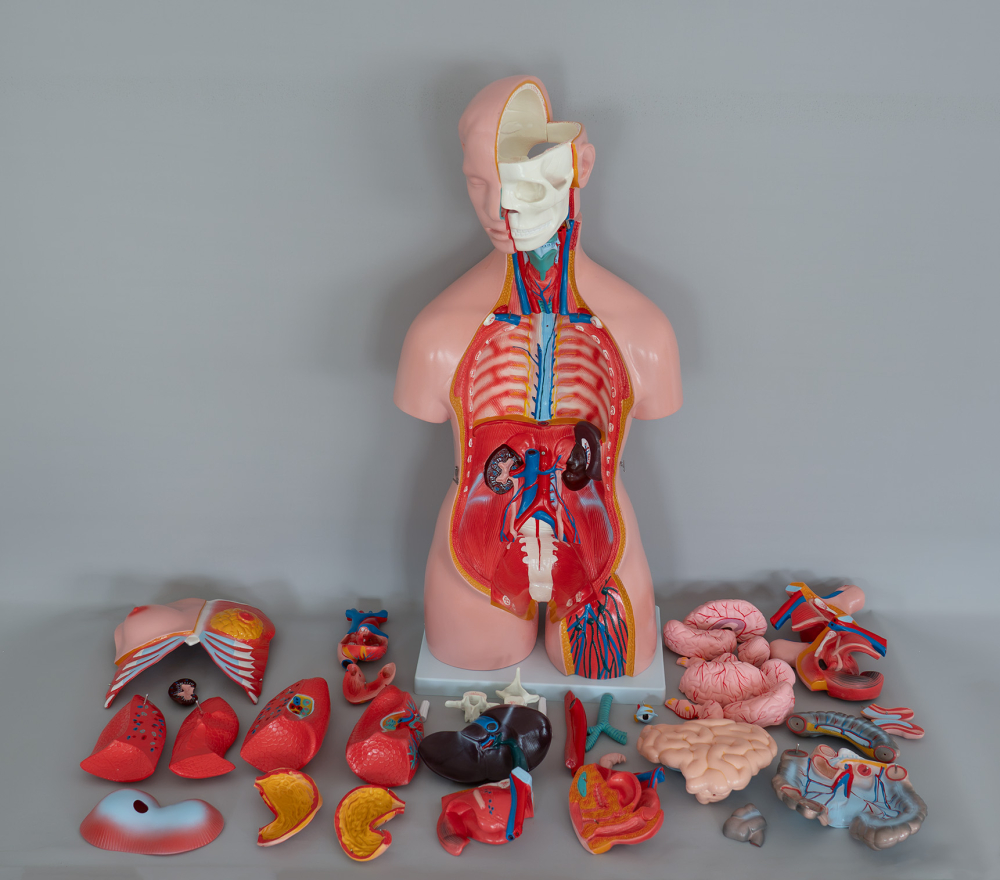 Tors uman anatomic de 85 cm, cu 40 de părți detașabile [4]