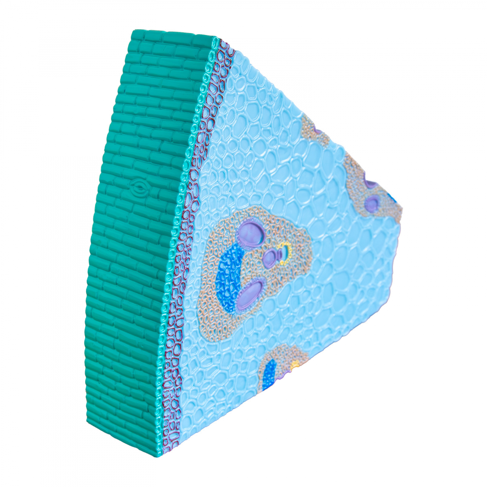 Tulpina la monocotiledonate [3]