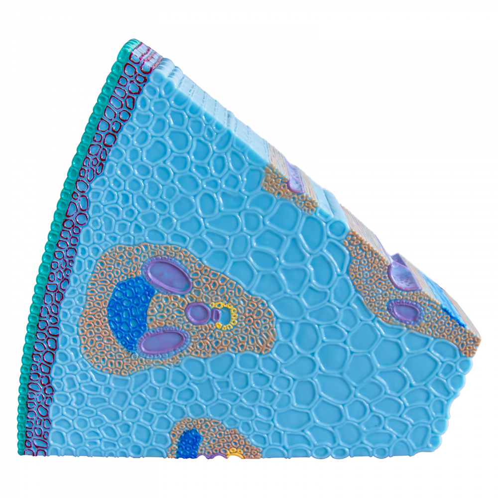 Tulpina la monocotiledonate [2]