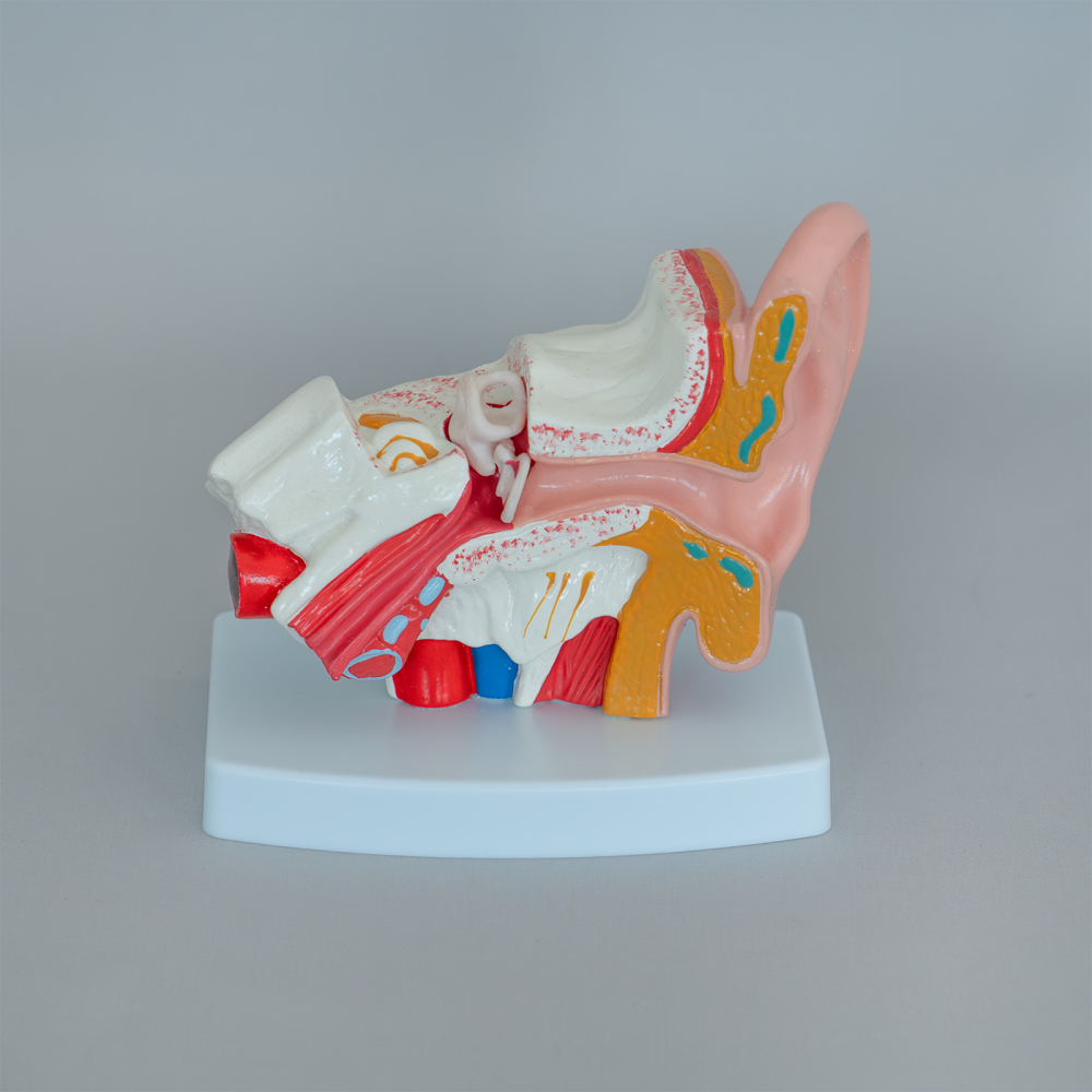 Model anatomic ureche 1,5:1 – ureche externă, medie și internă [2]