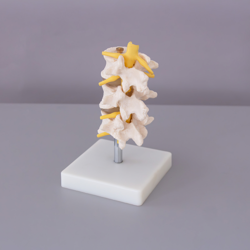 Vertebra lombara [3]