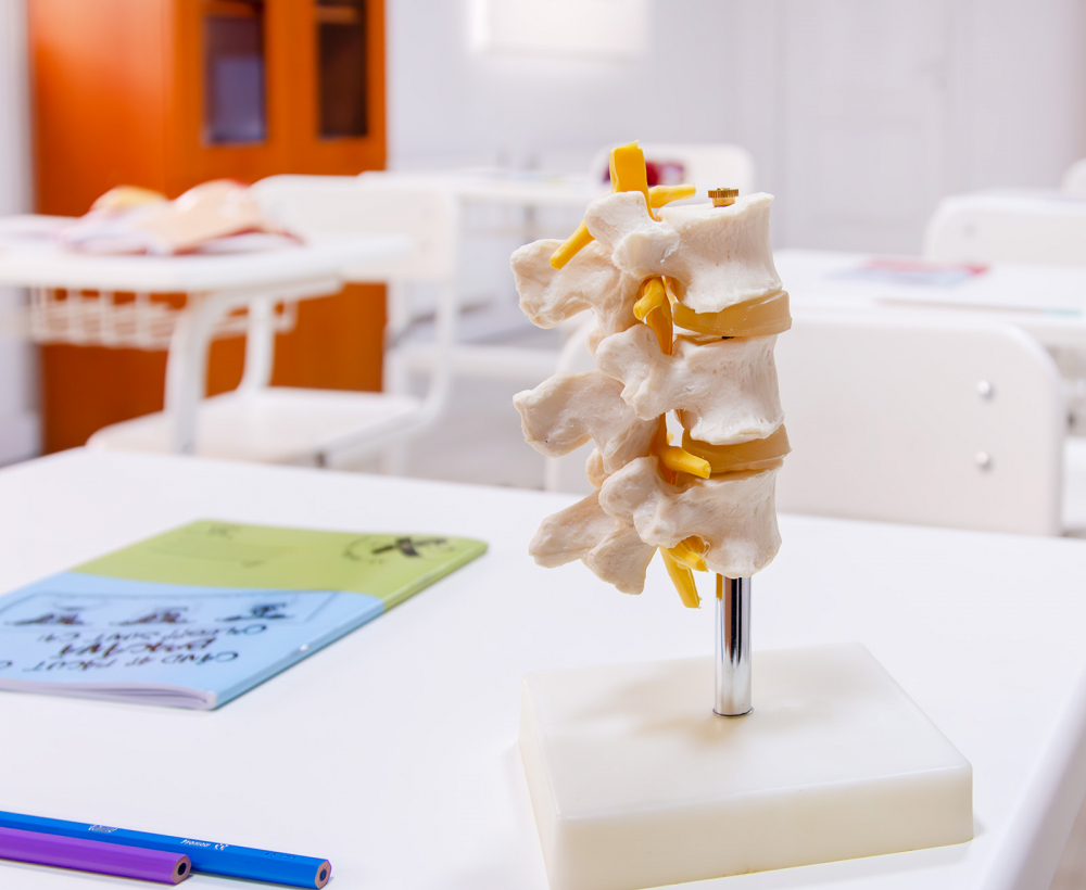 Vertebra lombara [4]