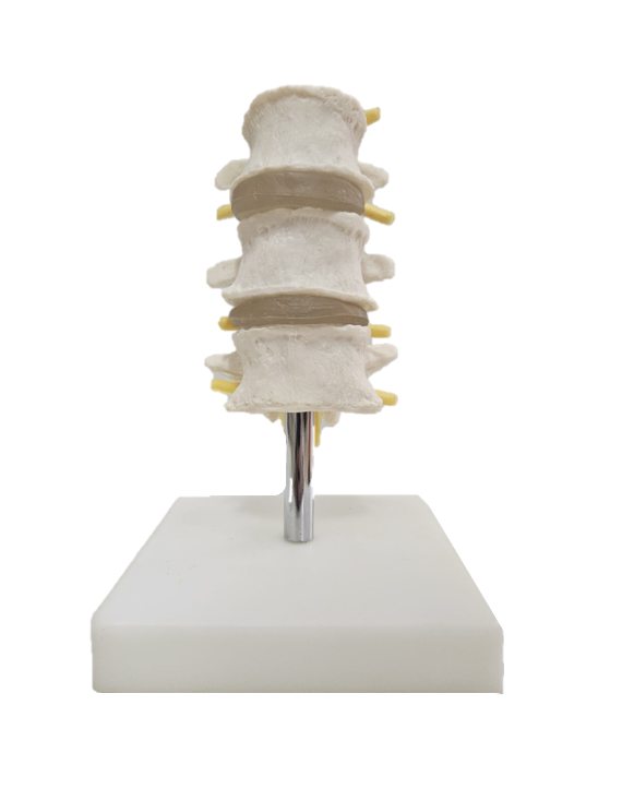 Vertebra lombara [6]