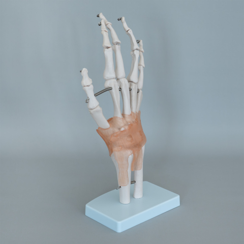 Model mână cu articulații și ligamente – sistem osos [2]