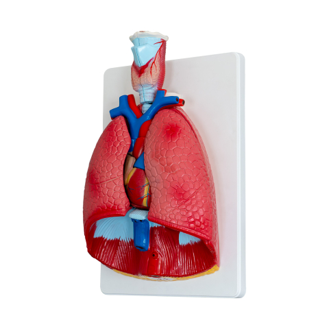 MULAJE ANATOMIE - Mulaj plămân cu trahee – 7 părți detașabile