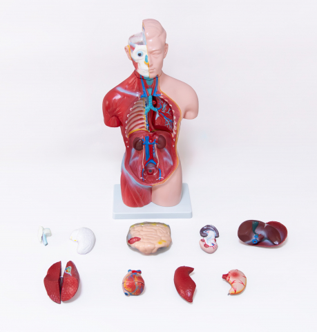 Tors uman -Model Anatomic Educational [4]