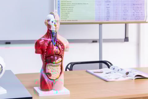 Tors uman -Model Anatomic Educational [5]