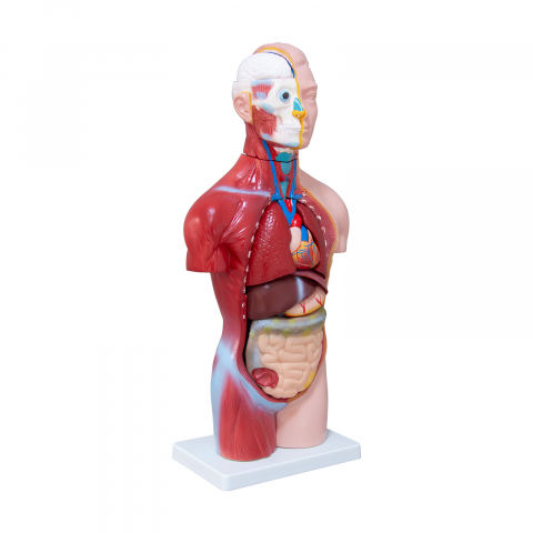 Tors uman -Model Anatomic Educational [1]