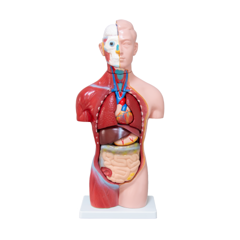 MULAJE ANATOMIE - Tors uman -Model Anatomic Educational