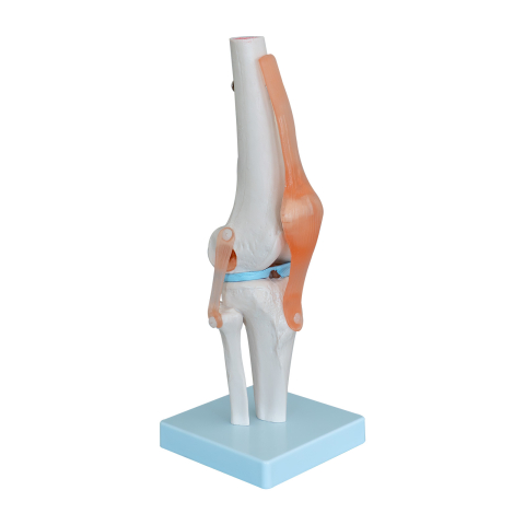 Model anatomic genunchi cu articulații și ligamente [0]