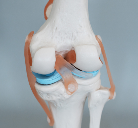 Model anatomic genunchi cu articulații și ligamente [1]