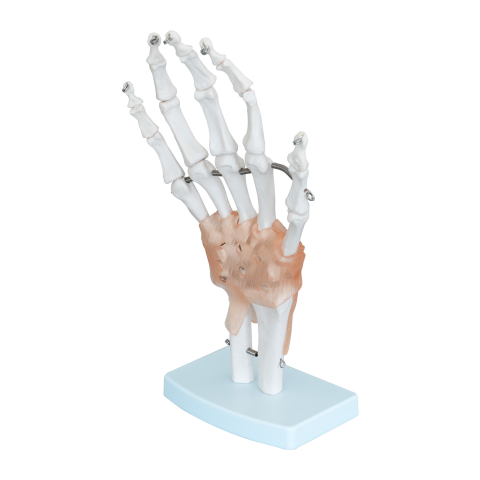 Model mână cu articulații și ligamente – sistem osos [0]