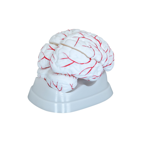 Model anatomic creier uman – 8 părți detașabile [0]