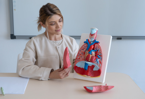 Mulaj plămân cu trahee – 7 părți detașabile [2]