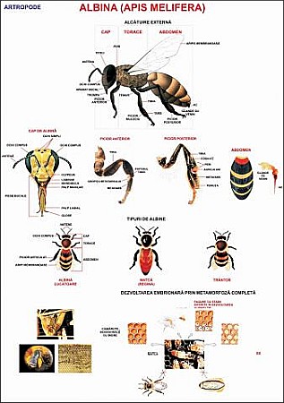 PLANSE ZOOLOGIE - Albina (artropod)