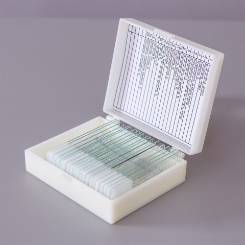 SECTIUNI MICROSCOPICE - SETURI - Alge