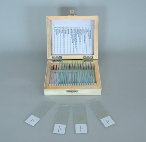 Alge – set 25 preparate microscopice [2]
