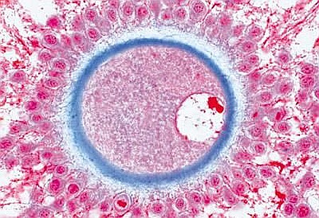 Amphibia - set de 10 secțiuni microscopice [5]