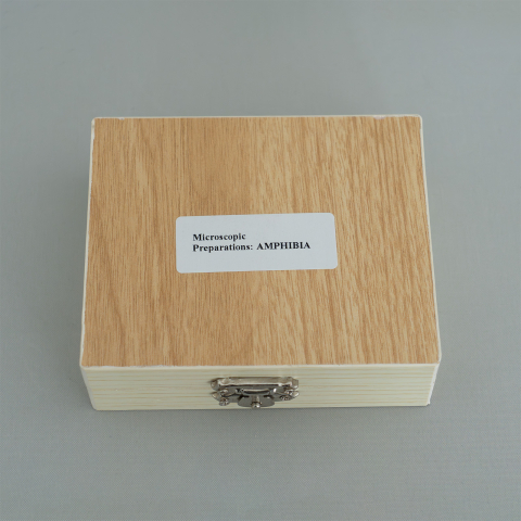 Amphibia - set de 10 secțiuni microscopice [1]