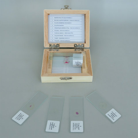 Amphibia - set de 10 secțiuni microscopice [2]